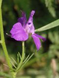 Delphinium ajacis. Цветок. Украина, г. Запорожье, часть балки к югу от областной больницы, возле дороги. 28.05.2016.
