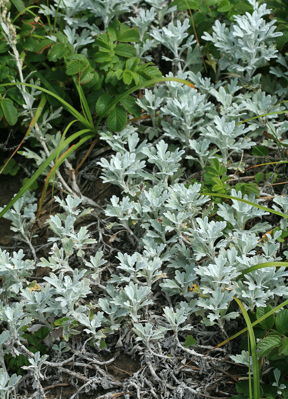 Image of Artemisia stelleriana specimen.