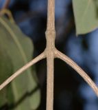 Syncarpia glomulifera