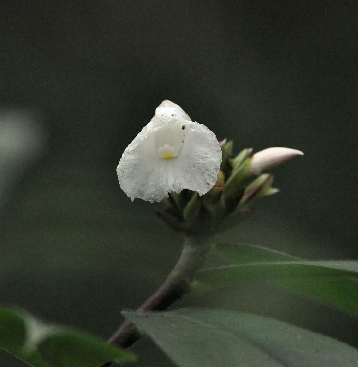 Изображение особи Hellenia speciosa.