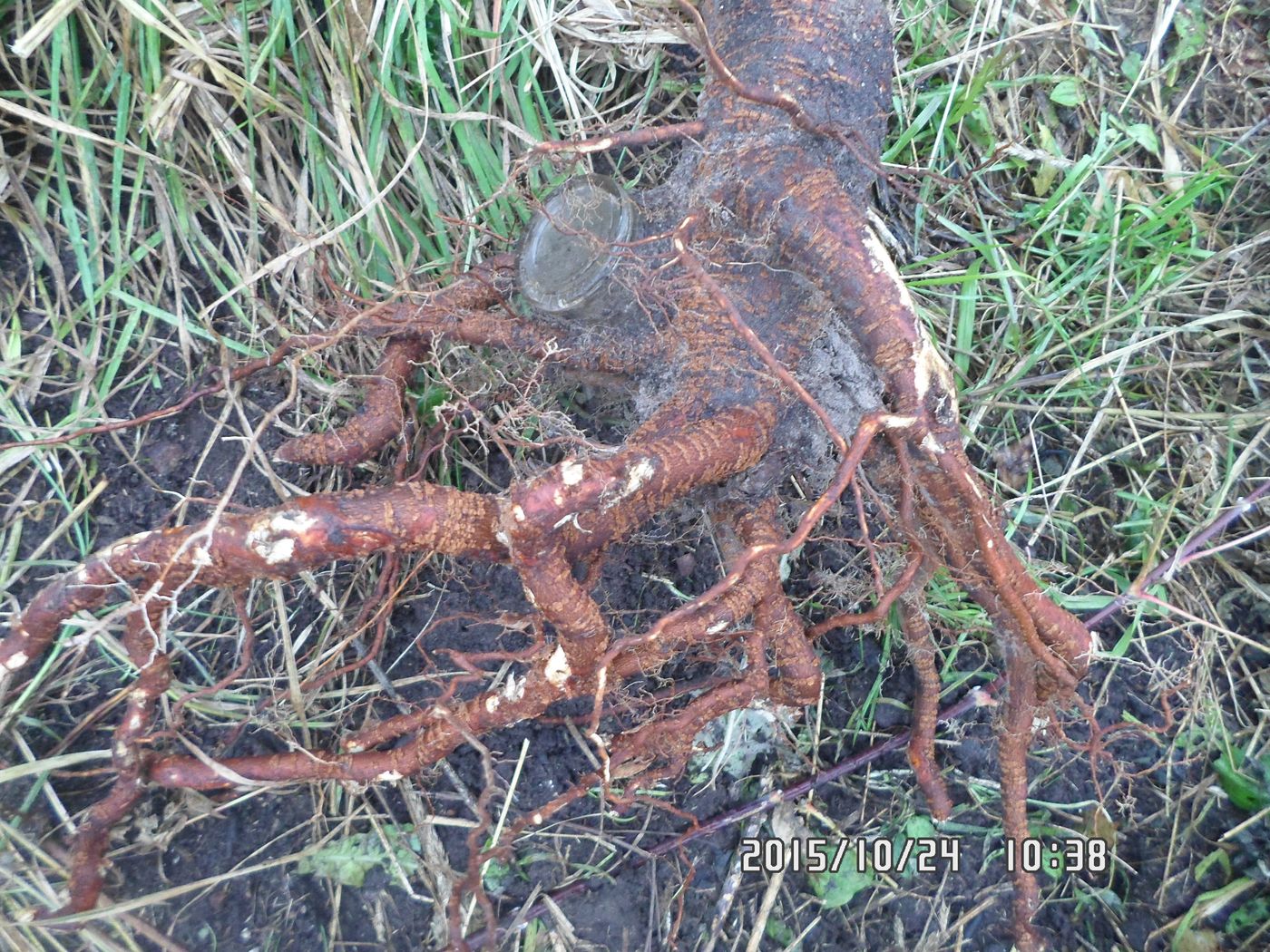 Image of Acer negundo specimen.