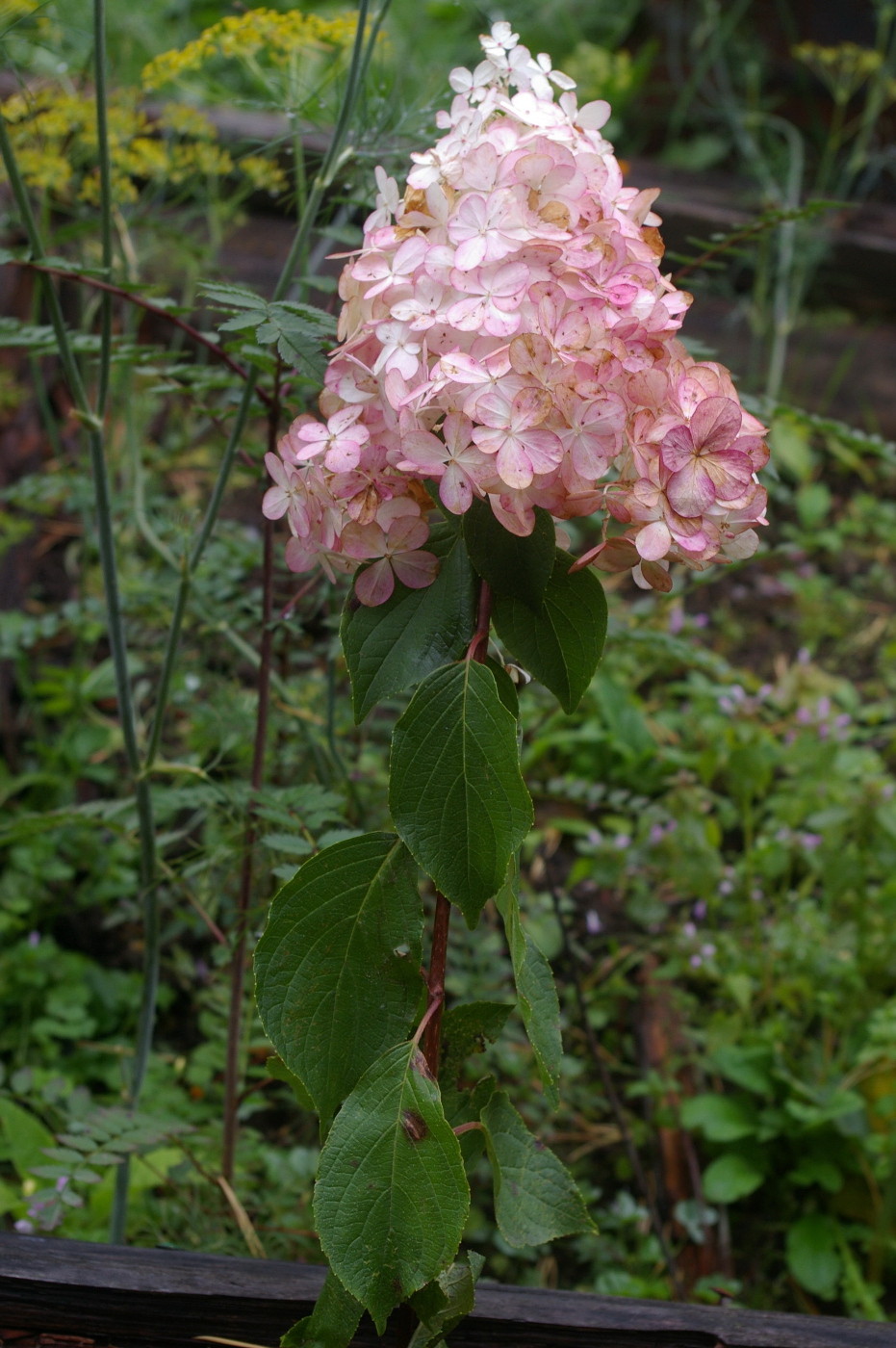 Image of Hydrangea paniculata specimen.