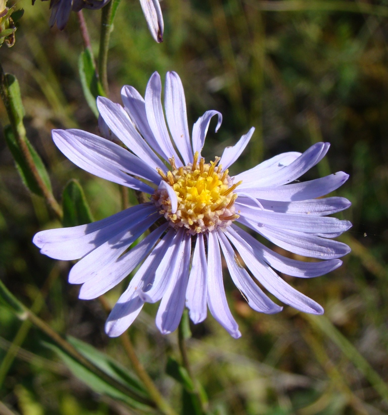 Image of Aster amellus specimen.