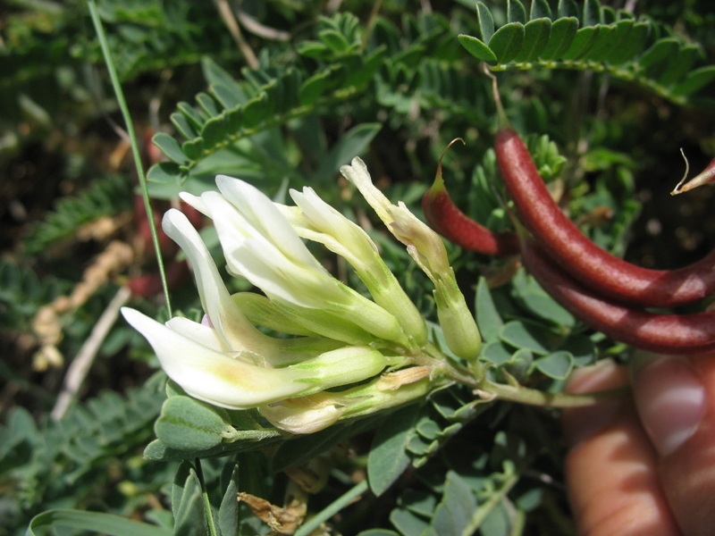 Изображение особи Astragalus demetrii.