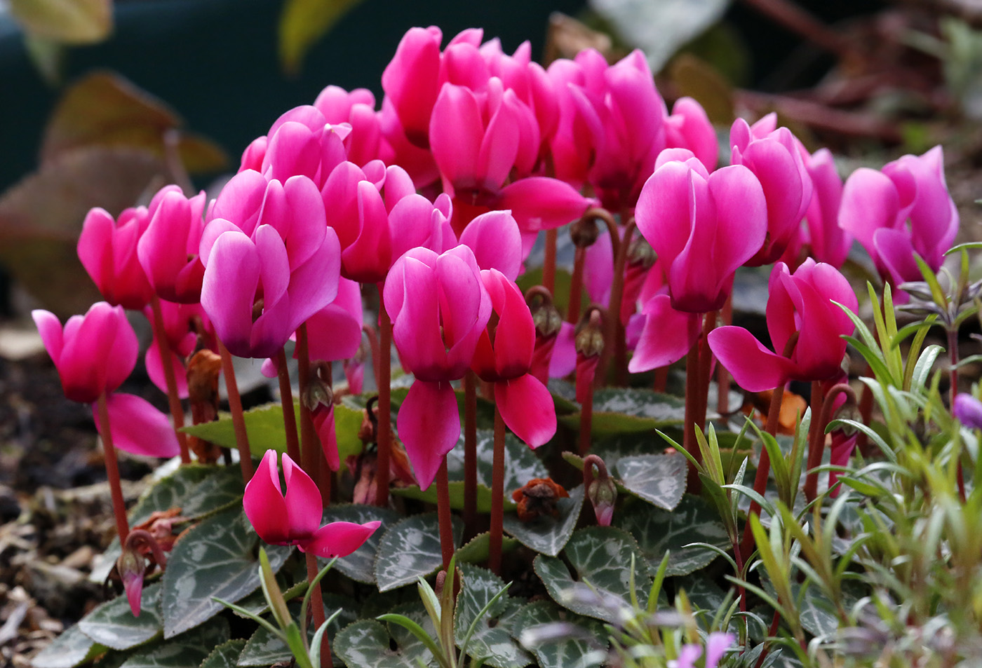 Изображение особи род Cyclamen.