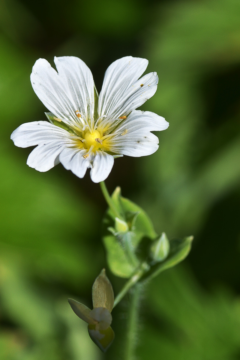 Изображение особи Cerastium davuricum.