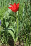 Tulipa carinata