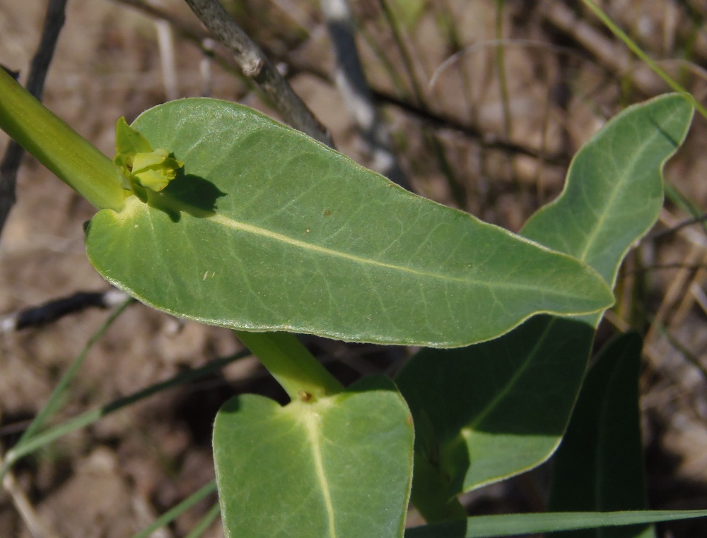 Image of Euphorbia agraria specimen.