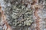 Phaeophyscia ciliata. Слоевище с апотециями на коре Populus tremula. Кировская обл., Кирово-Чепецкий р-н, ур. Большое Каринское Болото. 21.05.2017.