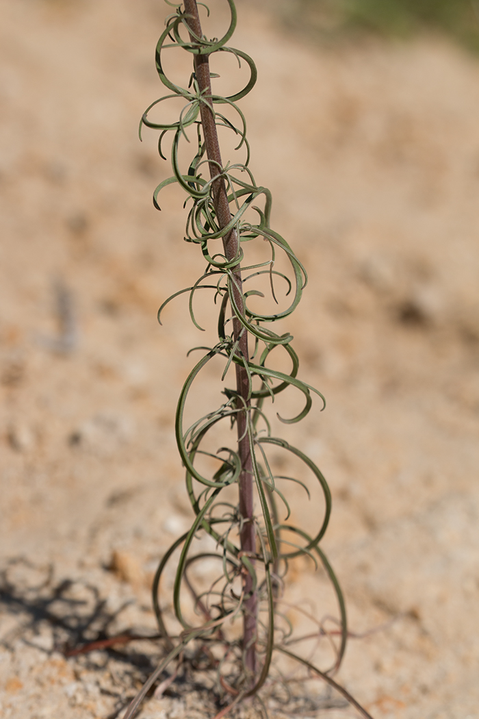 Image of Syrenia cana specimen.