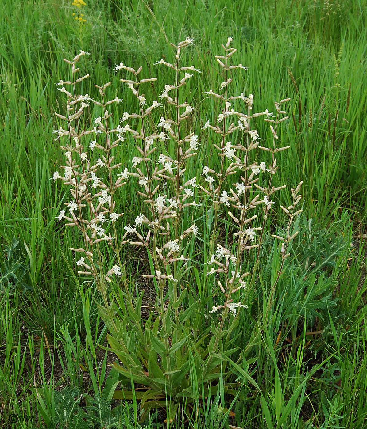 Image of Silene viscosa specimen.