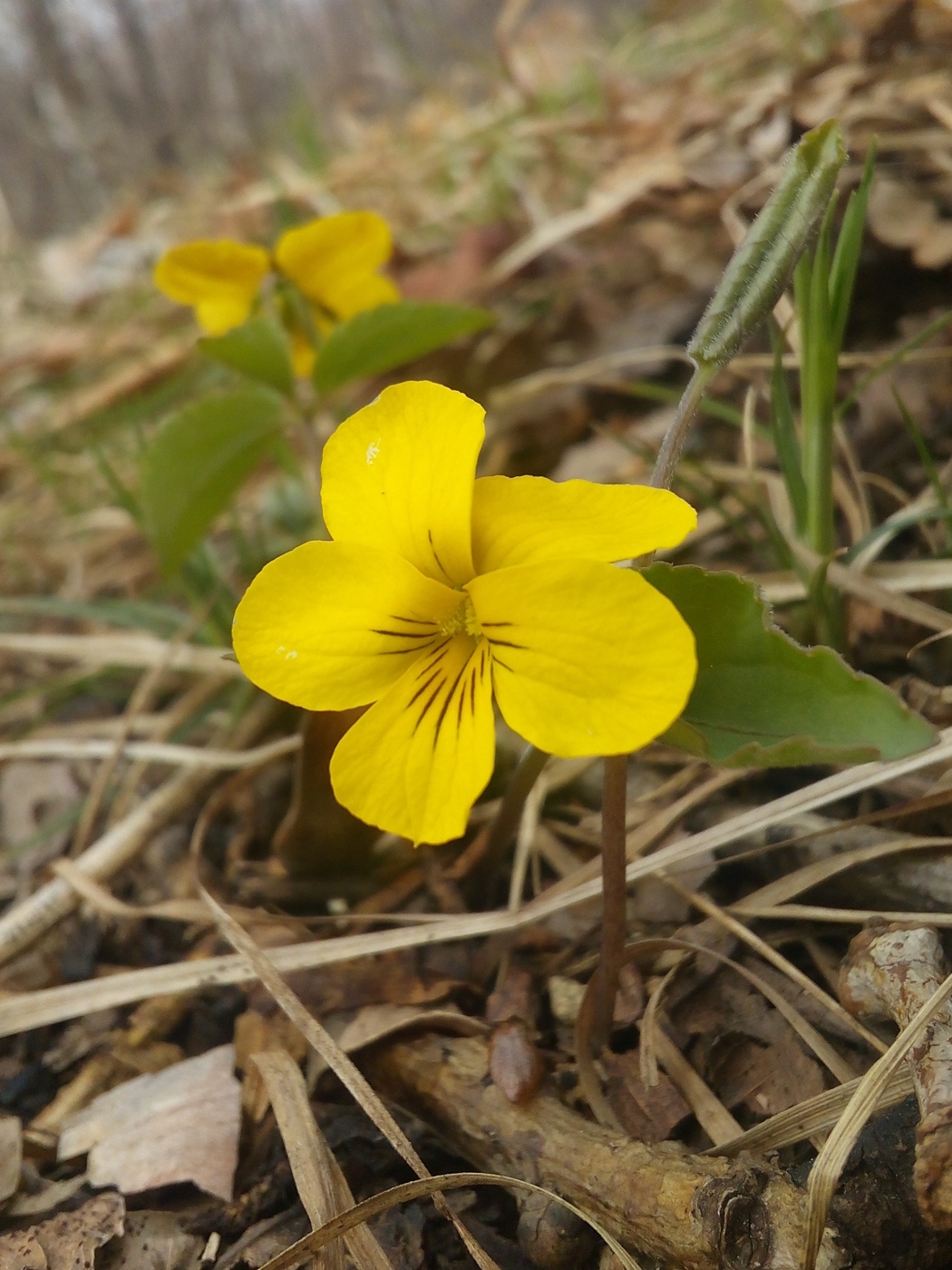 Изображение особи Viola xanthopetala.