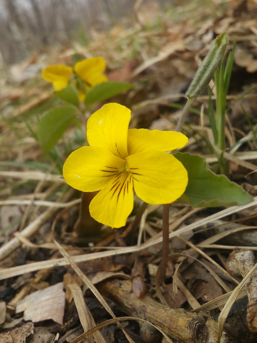 Image of Viola xanthopetala specimen.