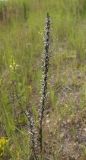 Oenothera rubricaulis