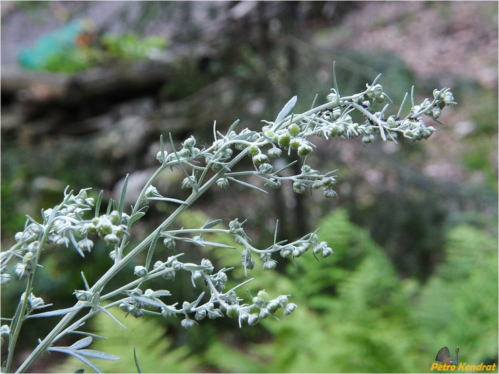 Image of Artemisia absinthium specimen.