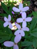 Cardamine quinquefolia