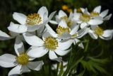 Anemonastrum fasciculatum. Цветки. Республика Адыгея, Майкопский р-н, Кавказский биосферный заповедник, перевал Гузерипльский, субальпийский луг, выс. 1965 м н.у.м. 15.07.2017.