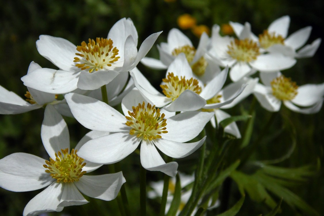 Image of Anemonastrum fasciculatum specimen.