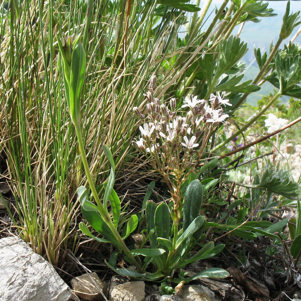 Image of Gypsophila cephalotes specimen.