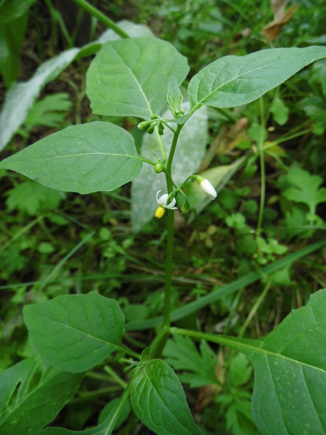 Изображение особи Solanum nigrum.