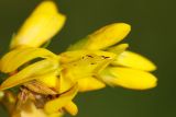 Genista tinctoria