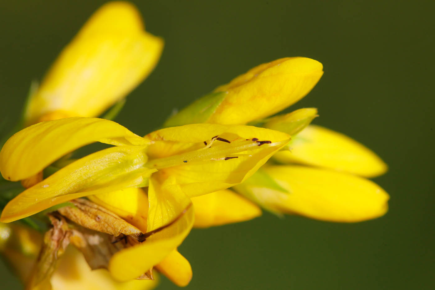 Image of Genista tinctoria specimen.