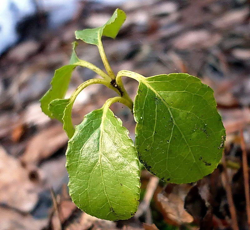 Изображение особи Orthilia secunda.