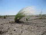 Stipa pennata