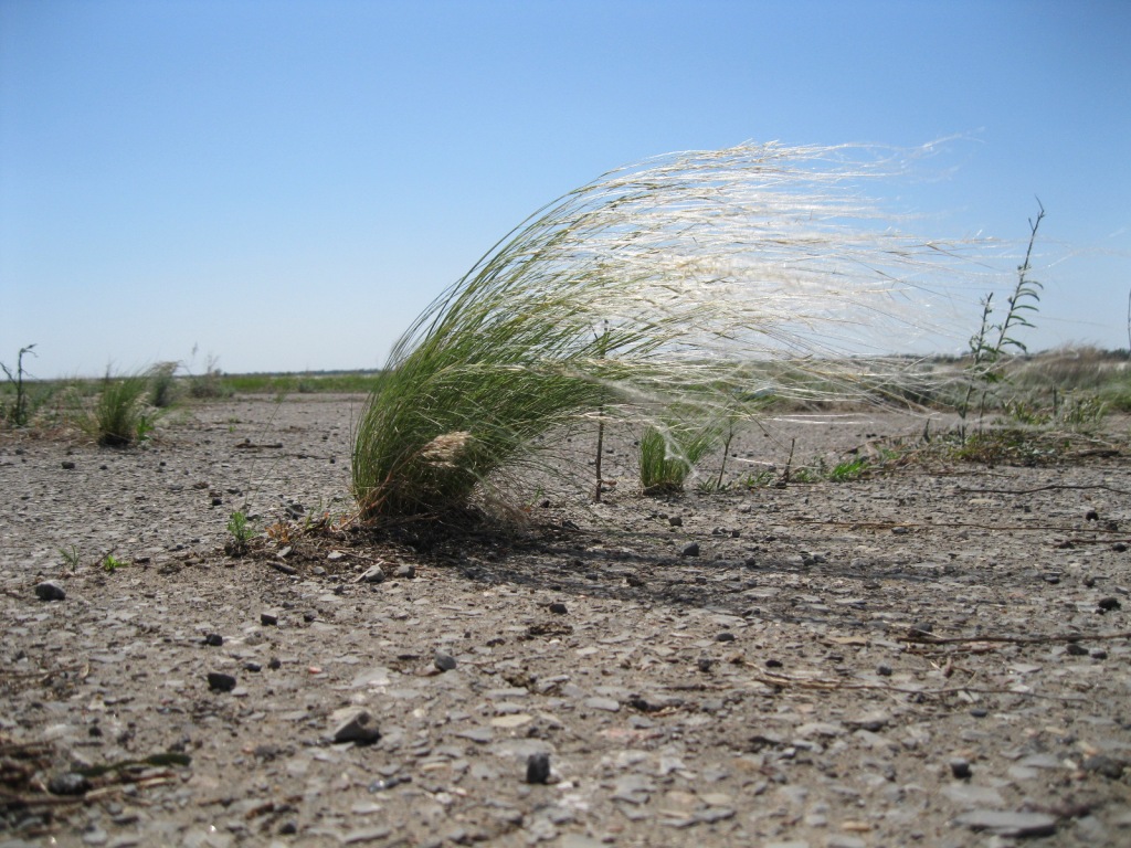 Изображение особи Stipa pennata.