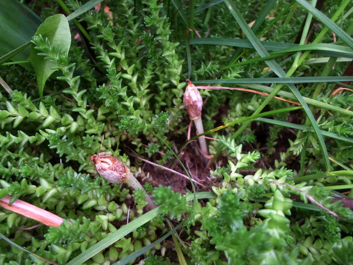 Image of Crocus vernus specimen.