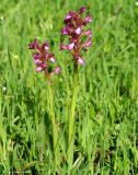 Anacamptis subspecies schirwanica