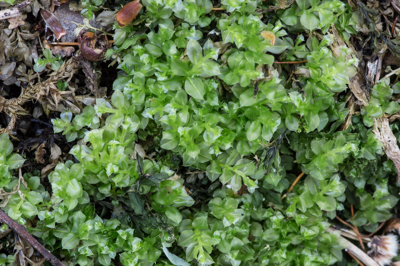 Image of Plagiomnium cuspidatum specimen.