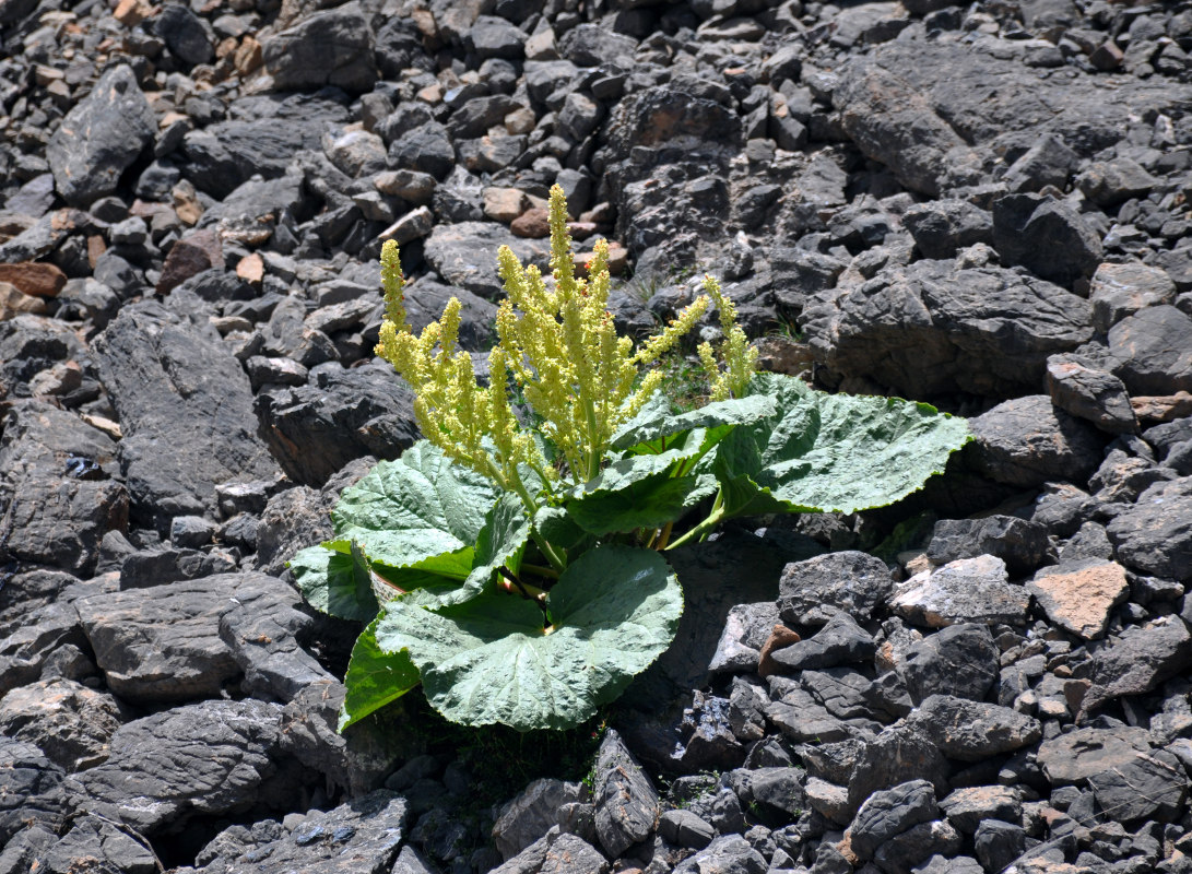 Image of Rheum fedtschenkoi specimen.