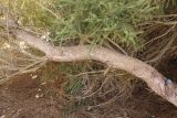 Hakea scoparia