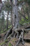 Pinus sylvestris subspecies hamata. Нижняя часть взрослого дерева. Кабардино-Балкария, Эльбрусский р-н, долина р. Ирик, ок. 2200 м н.у.м., бор на склоне горы. 28.07.2017.