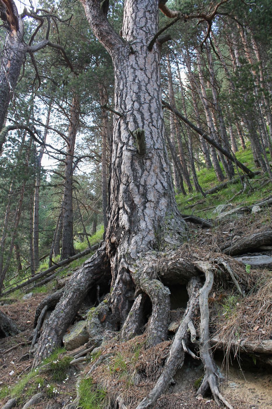 Image of Pinus sylvestris ssp. hamata specimen.