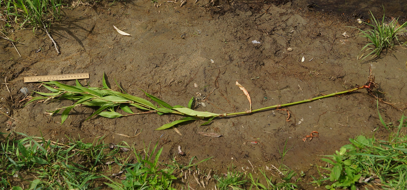 Image of Persicaria lapathifolia specimen.