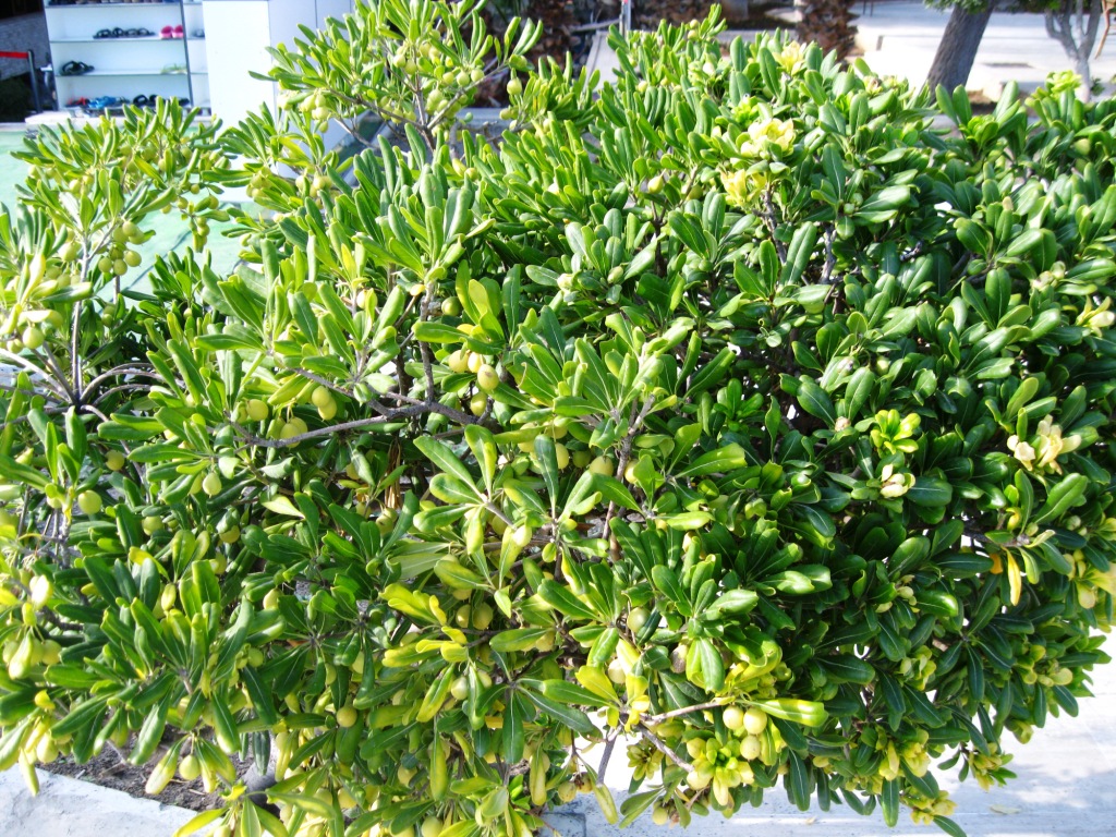 Image of Pittosporum tobira specimen.