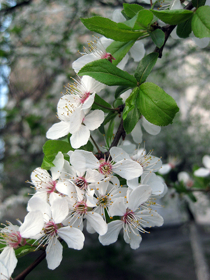 Изображение особи Prunus cerasifera.