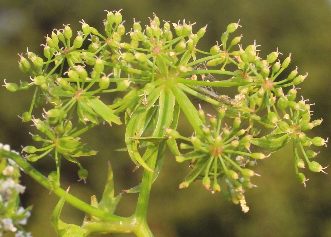 Image of Berula erecta specimen.