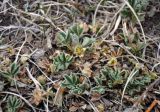 Potentilla acaulis