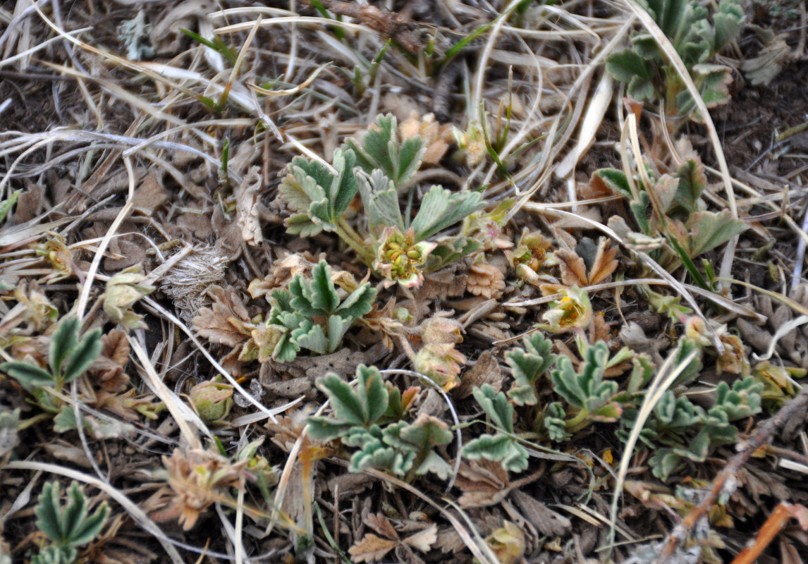 Изображение особи Potentilla acaulis.