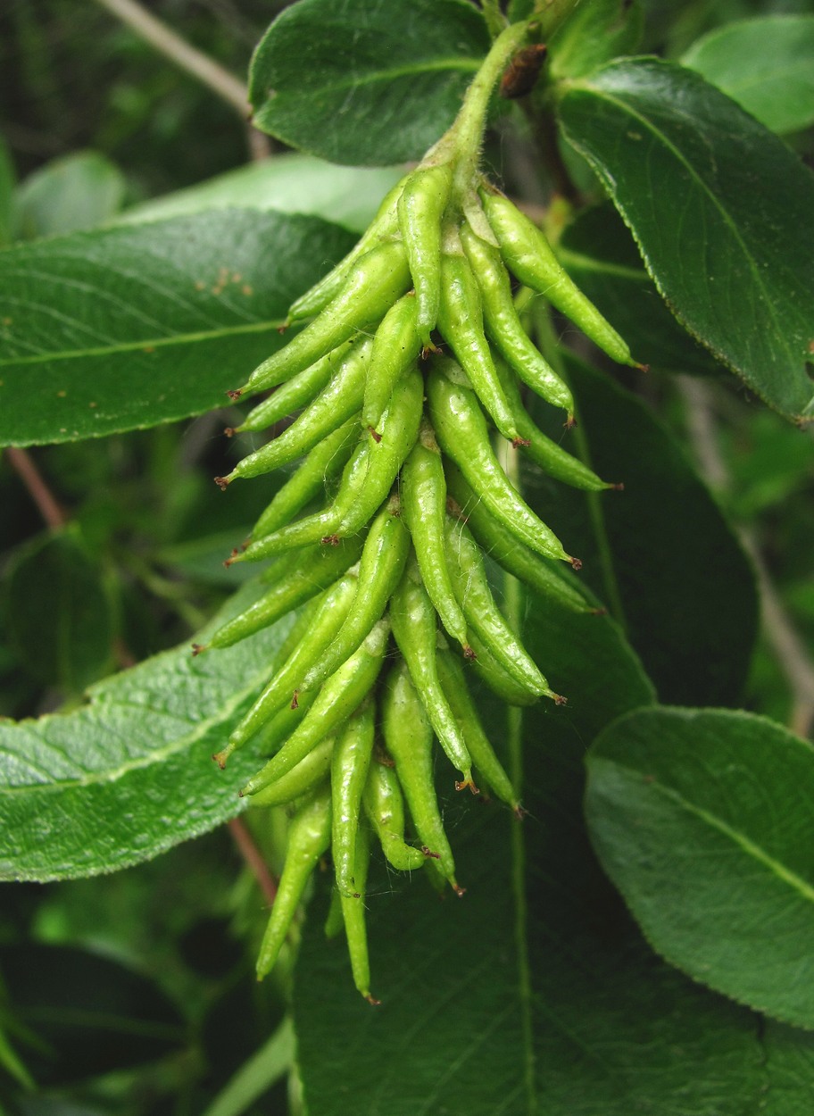 Image of Salix pentandra specimen.