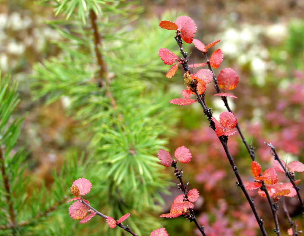 Image of Betula nana specimen.