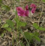 Lathyrus rotundifolius