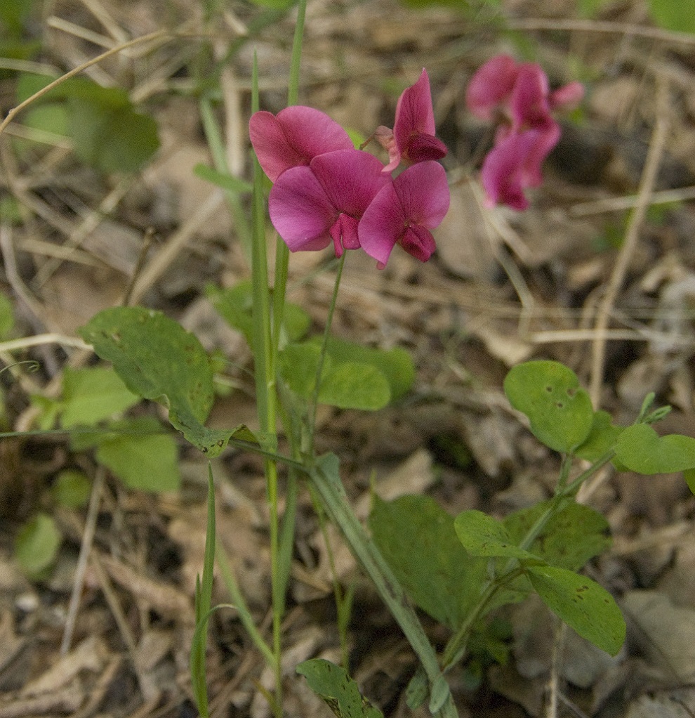 Изображение особи Lathyrus rotundifolius.