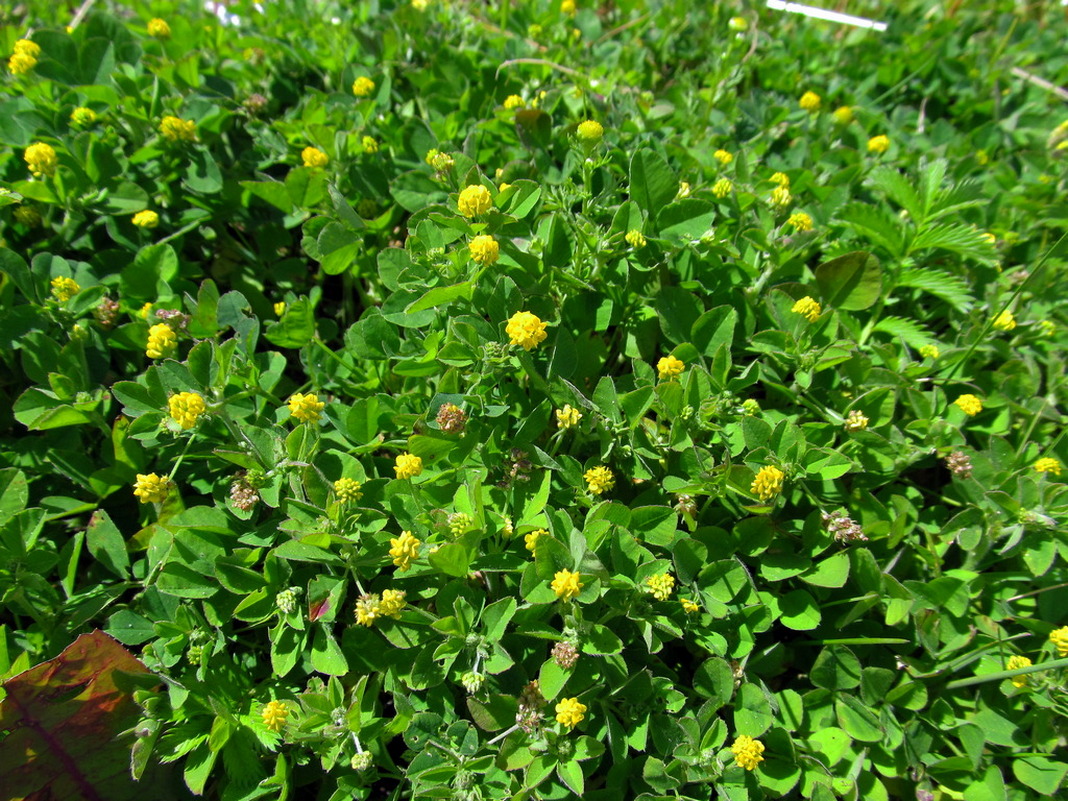 Image of Trifolium campestre specimen.