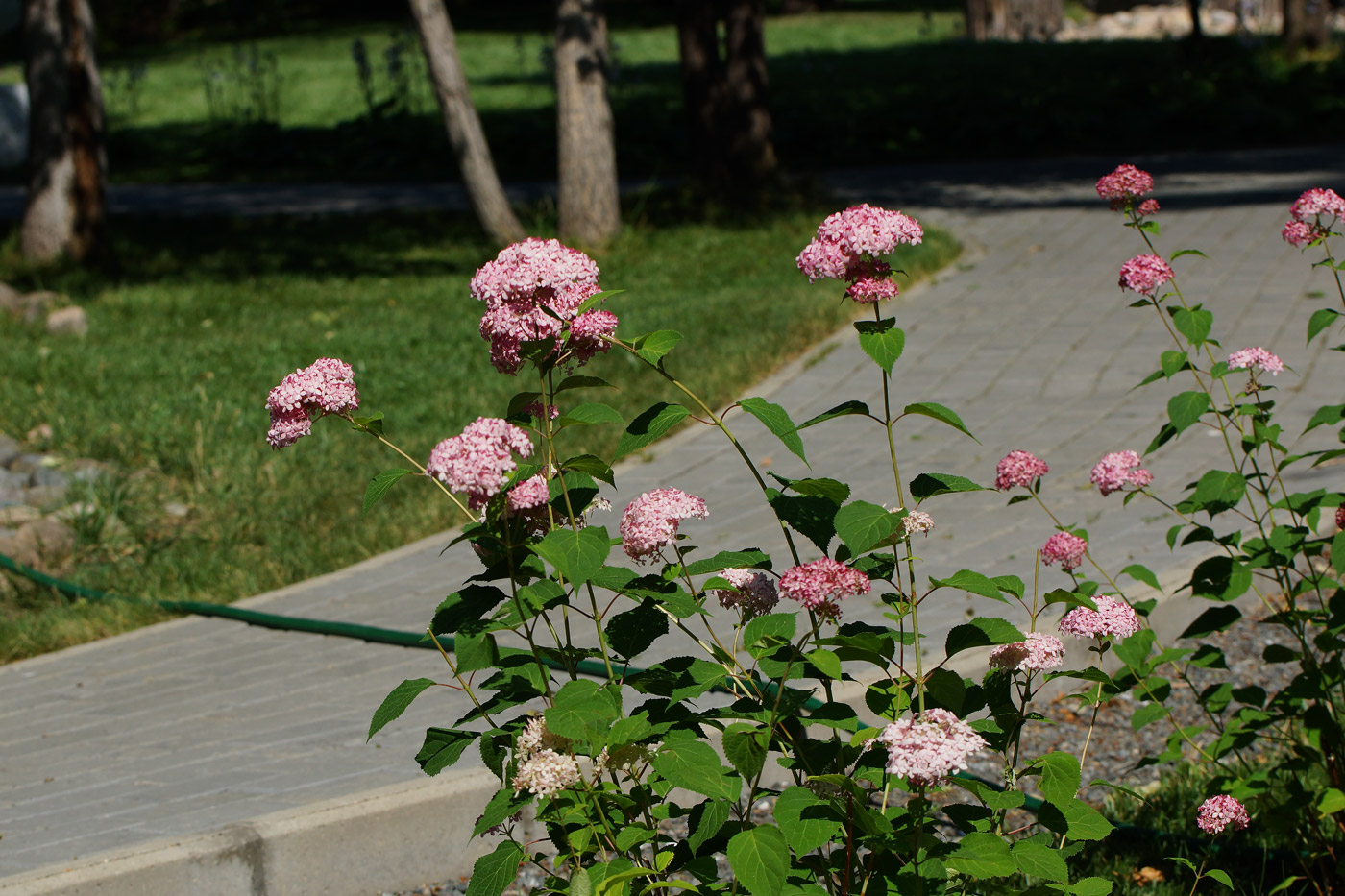 Image of Hydrangea arborescens specimen.