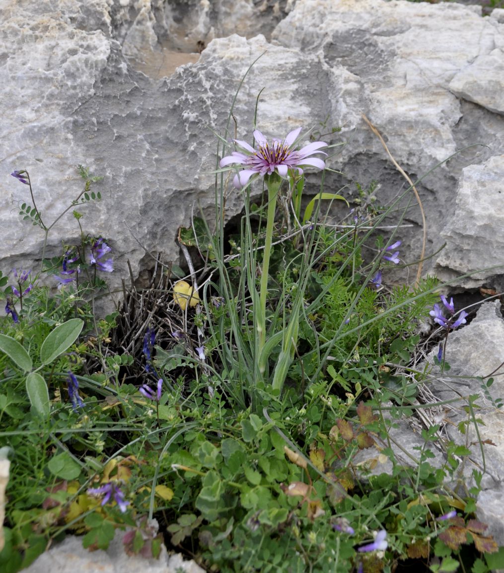 Image of Tragopogon australis specimen.