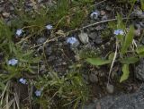 genus Myosotis. Цветущее и плодоносящее растение. Кабардино-Балкария, Эльбрусский р-н, ущелье Азау возле водопада Нижний Малый Азау. 19.07.2009.